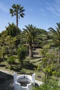 garden with palm trees a well and a wooden deck