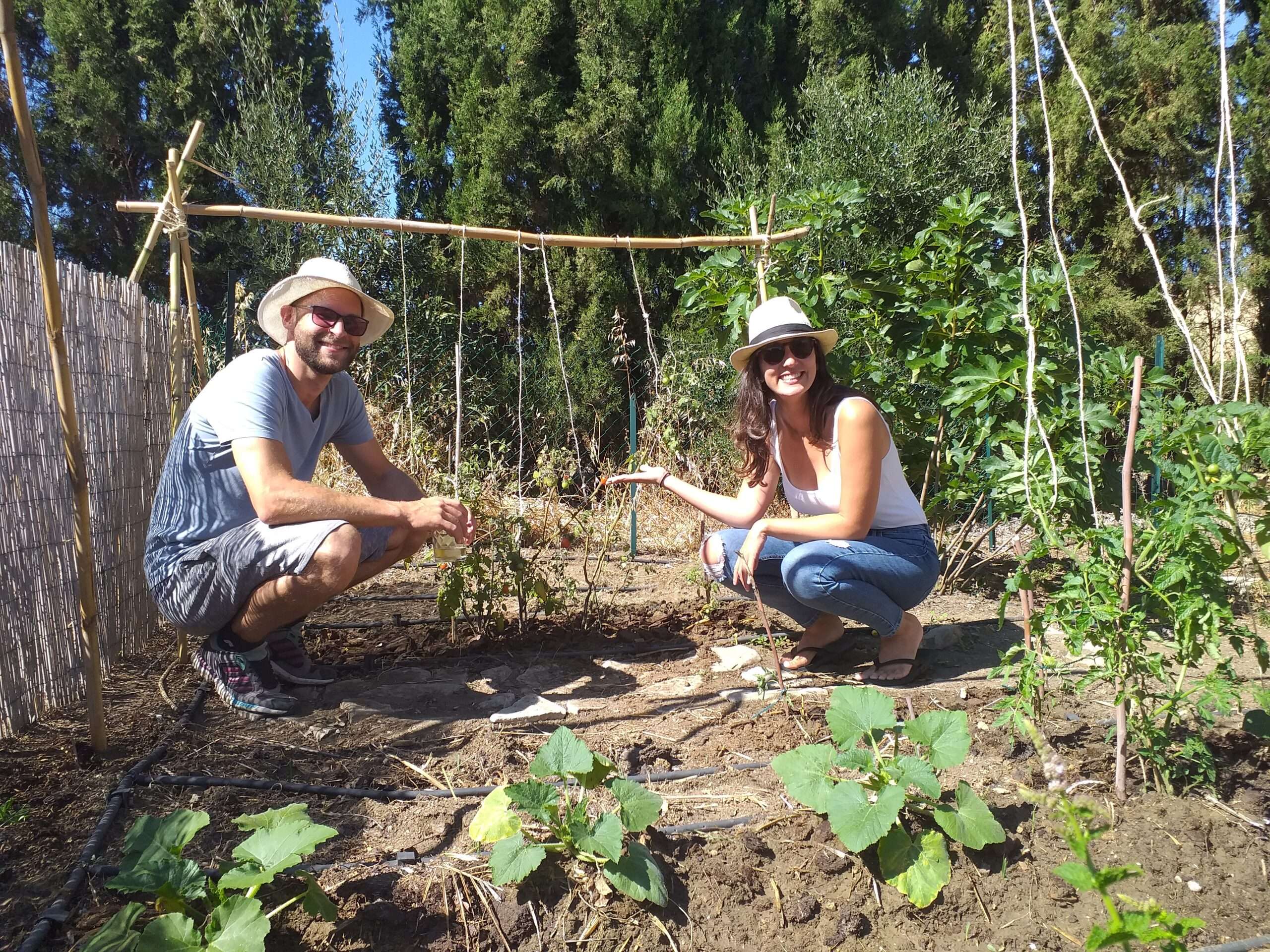 2 people with straw hats crouching in a vegetable patch