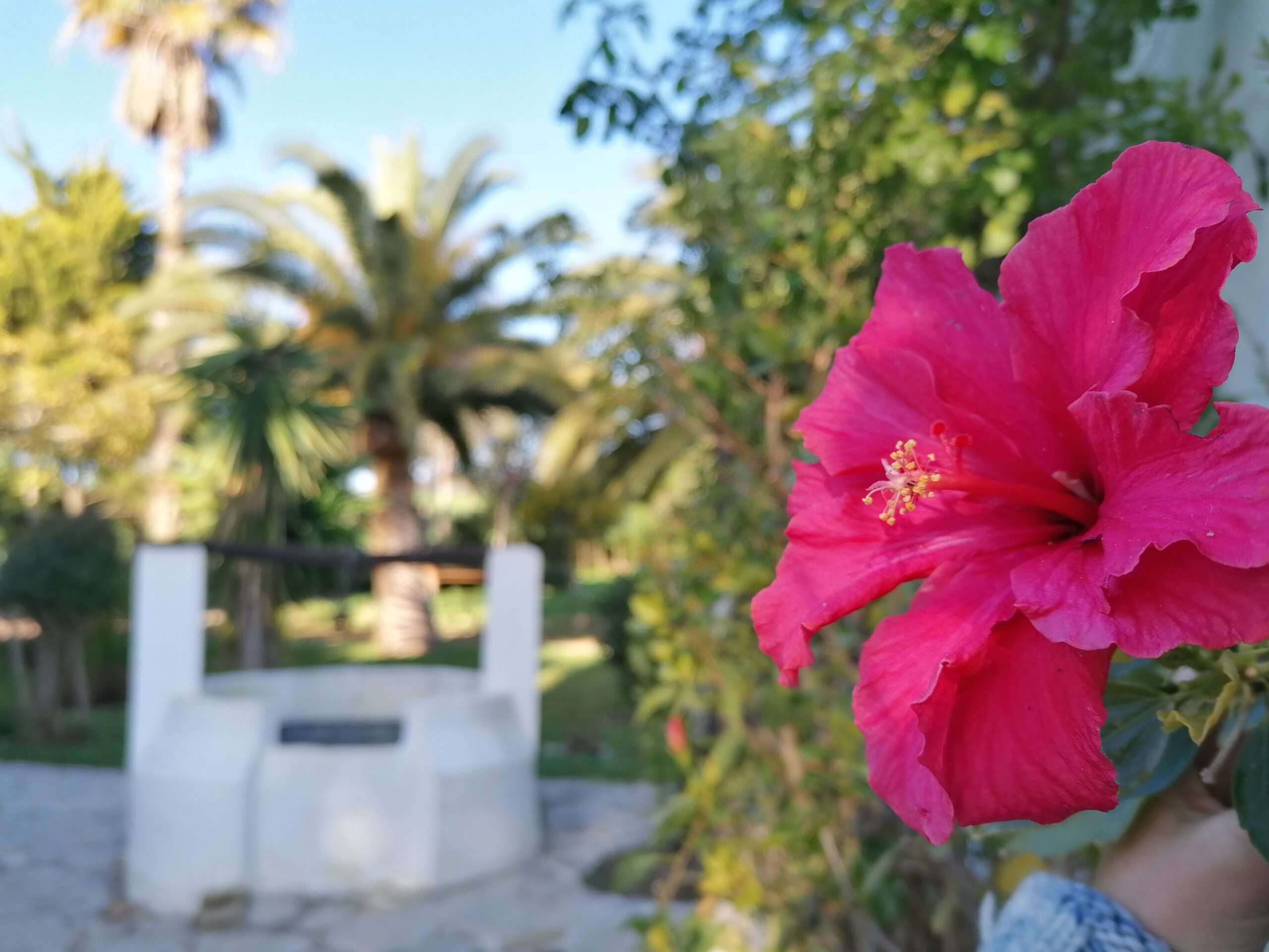 pink hibiscus flower, out of focus a well and palms in the back