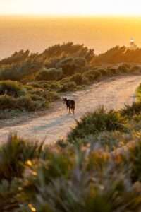 golden light, a path between low bushes, a border collie standing in the middle, looking back. Ocean and the top of a lighthouse in the backround