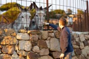 2 donkeys behind a fence, a guy stroking one of them