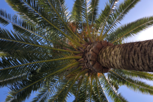 a palm tree shot from below against a blue sky
