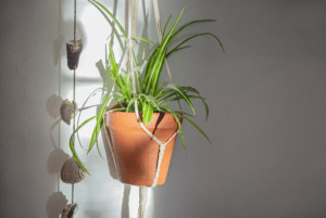a little plant in a pot hanging in a macrame, a rope with shells attached to it